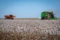 Dificuldade para obter certificação no OEA é risco tributário ao agro